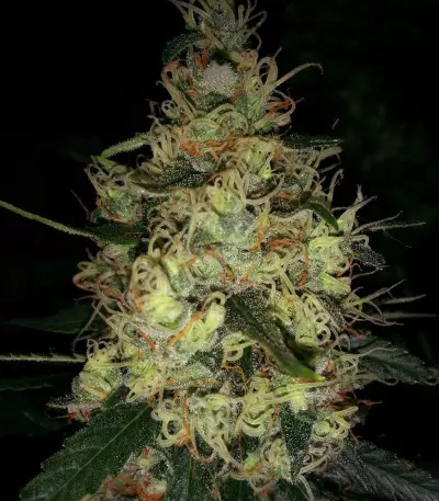 Pineapple Haze Seeds
