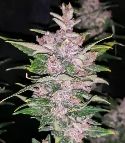 Graines féminisées de Purple Lemonade Auto (Fast Buds)
