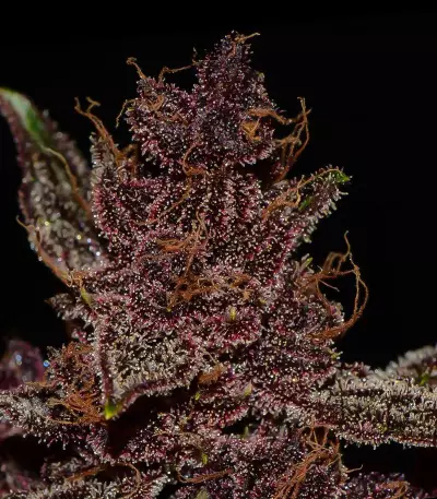 Graines féminisées de Purple Lemonade Auto (Fast Buds)