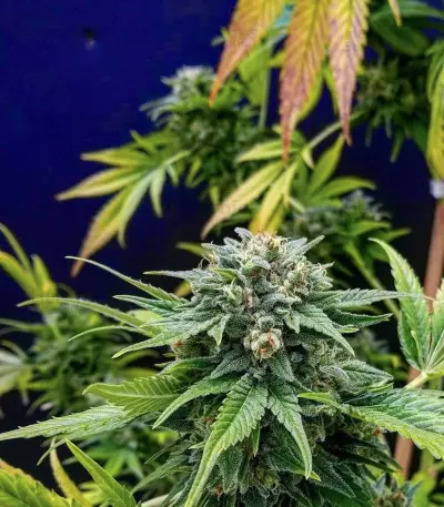 Shark Shock Seeds
