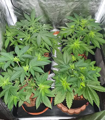 Sherbert Gorilla Seeds
