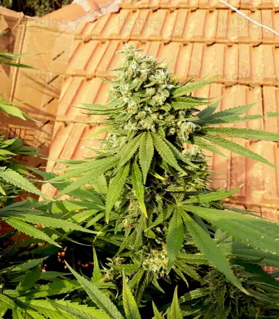 Skunk #1 feminized seeds (Flying Dutchmen)