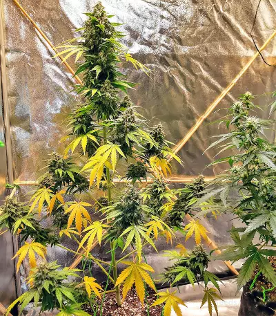 Sticky Fingers Autoflower (Seedstockers)