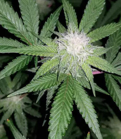 Super Mazar Seeds