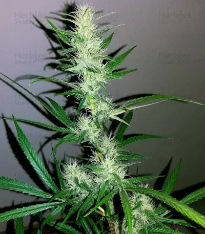 Titan's Haze regular (Flying Dutchmen)