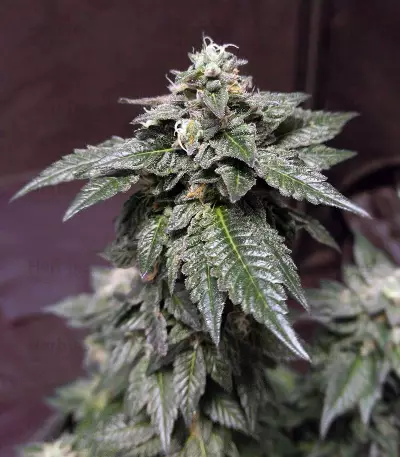 Wedding Gelato feminized seeds
