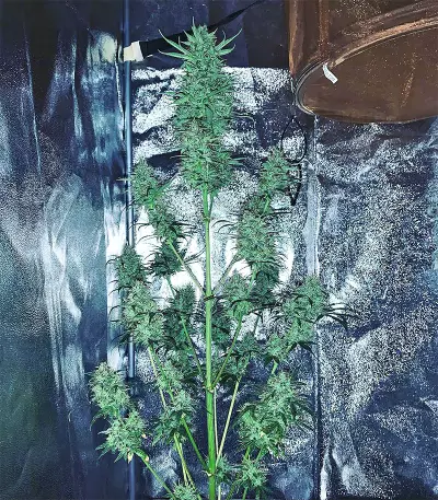 White Widow Auto cannabis strain