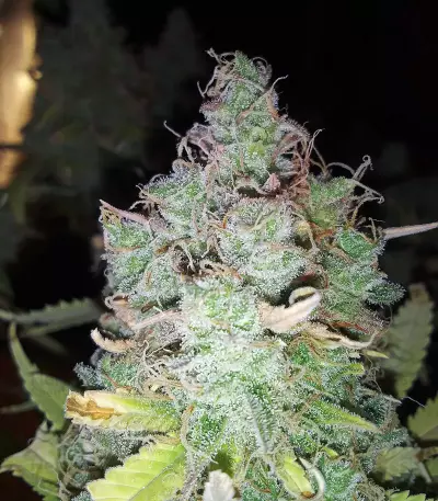 Z Glue feminized seeds (Expert Seeds)