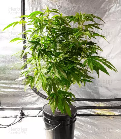 Boss Hogg Seeds
