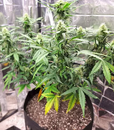 Bruce Banner Seeds (Seedstockers)