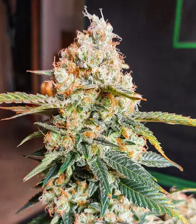 Candy Kush Fast Version Feminized Seeds (EGS)