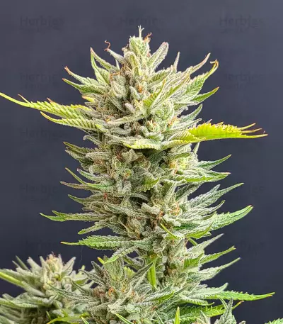 Chocolope (Herbies Seeds)