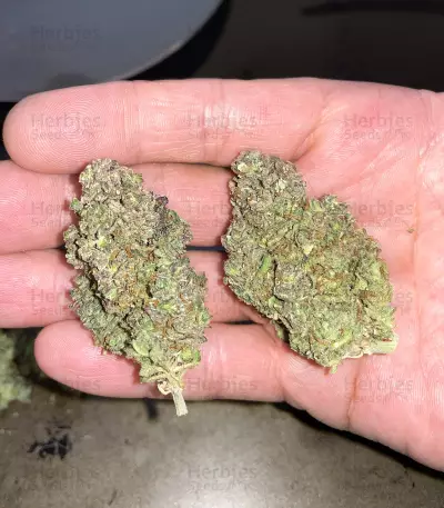 Graines de cannabis Critical Daddy (BlimBurn Seeds)