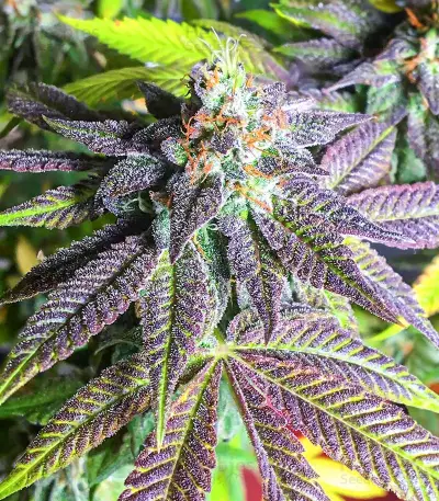 Semillas Feminizadas Dozy Breath (AlphaFem Seeds)