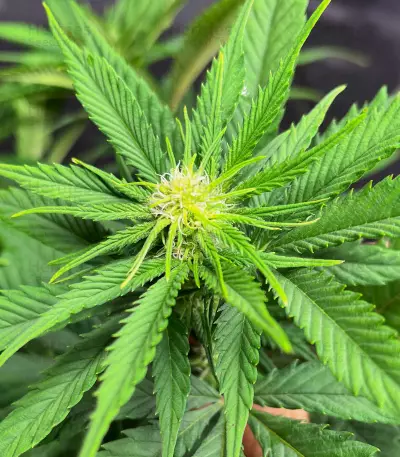 GG4 Sherbet Fast Flowering Feminized Seeds (Fast Buds)
