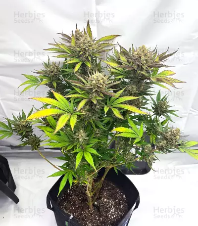 GG4 Sherbet Fast Flowering Feminized Seeds (Fast Buds)