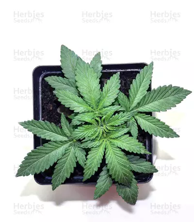 GH Cheese Seeds From Green House Seeds