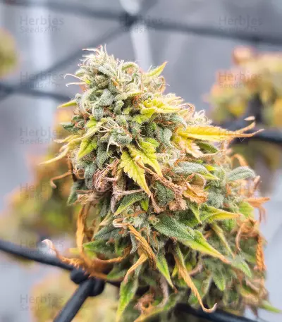 Sementes Feminizadas de Ghost Train Haze (Seedkeepers)