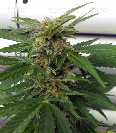 Glue Gelato Auto Seeds
