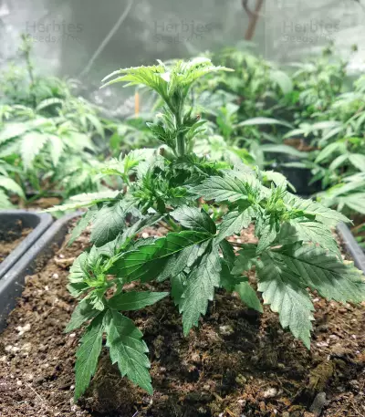 Gorilla x Lilly (Expert Seeds) Seeds