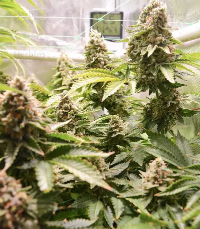 OG's Kush Seeds