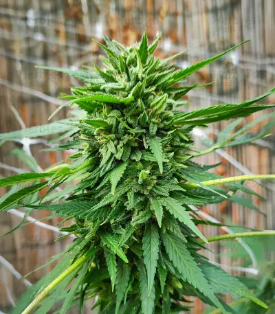 Passion #1 feminized seeds