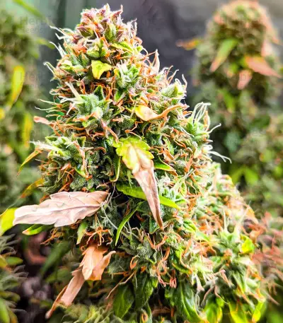 Quarter Pounder Autoflower Feminized Seeds (EGS)