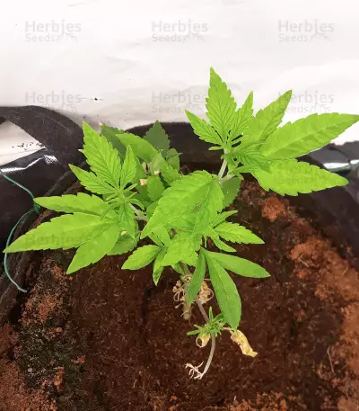 Red Hot Cookies Seeds (Sweet Seeds)