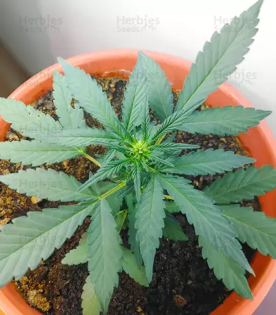 Somango