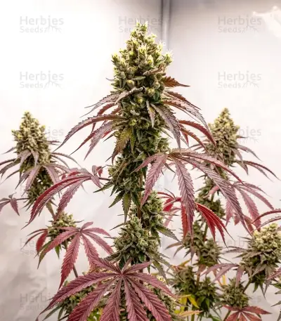 Amnesia Seeds