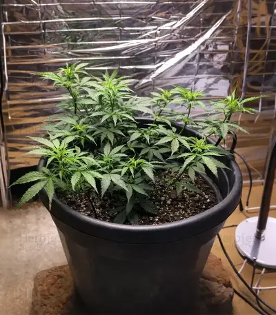 Auto Gorilla feminized seeds