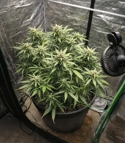 Auto Gorilla feminized seeds