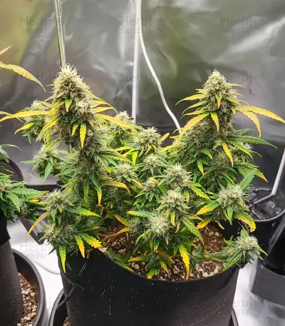Bruce Banner #3 Auto Seeds