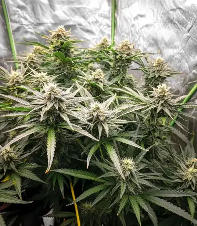 Bruce Banner Seeds