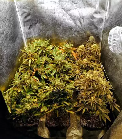 Bubba Delight Regular seeds