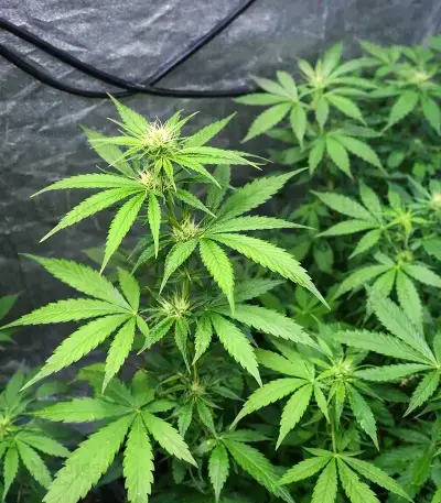 CBD 3D Seeds