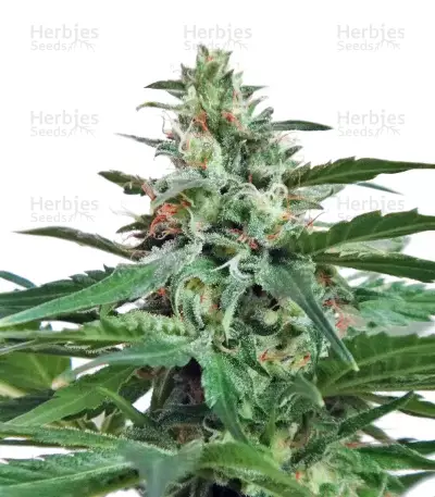 China Yunnan (Ace Seeds)