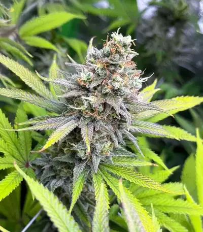 Sementes Feminizadas de Cinderella 99 (Brothers Grimm Seeds)