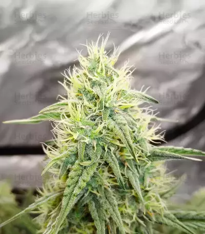 Double Grape Auto Seeds