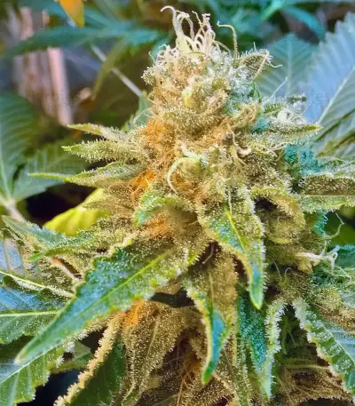 El Fuego Auto feminized seeds