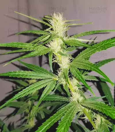 Exodus Cheese x Jack Herer x NL5 feminized seeds