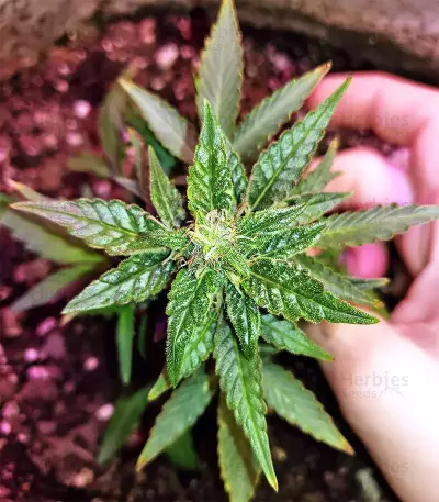Gorilla Auto (GG#4 Original Glue Auto) (Expert Seeds)