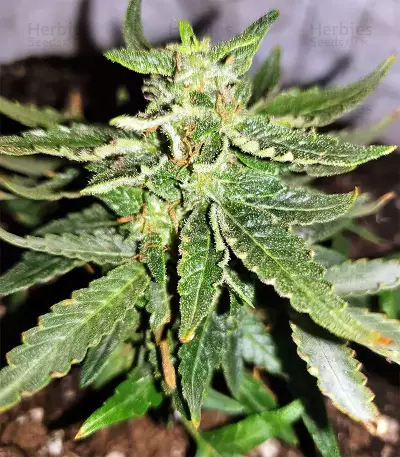 Gorilla Auto (GG#4 Original Glue Auto) (Expert Seeds)