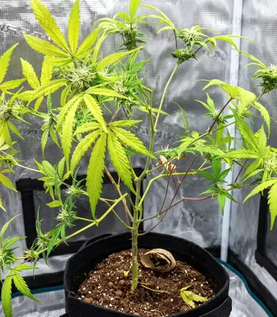 Mamba Negra Fast Seeds