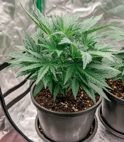 Money Maker Seeds