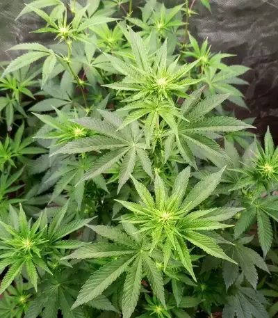 Nikki & Swami’s Maracuya Seeds