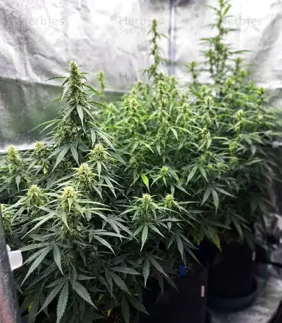 Graines féminisées de NYC Sour D Auto (Tyson S) (Royal Queen Seeds)