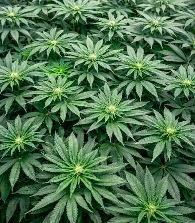 Persian Pie Seeds