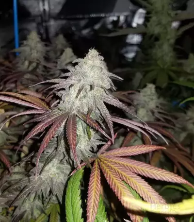 Purple Wreck (Reserva Privada)