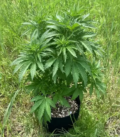 Rainbow Sherbet feminisierte Samen (Barney's Farm)